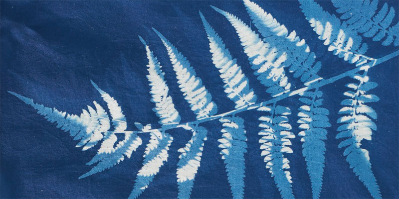 Cyanotype print by Sue Reno