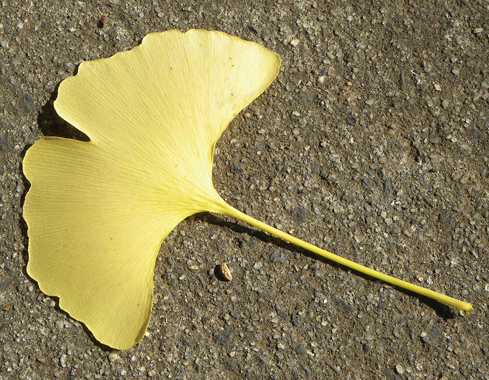 Inspiration photo of a gingko leaf | Photo courtesy of the artist